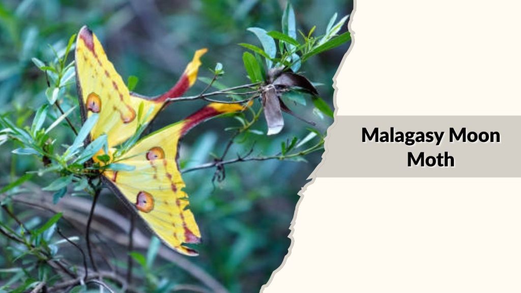 Malagasy Moon Moth