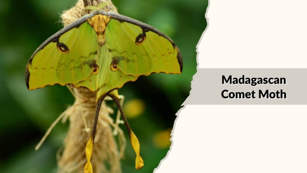 Madagascan Comet Moth