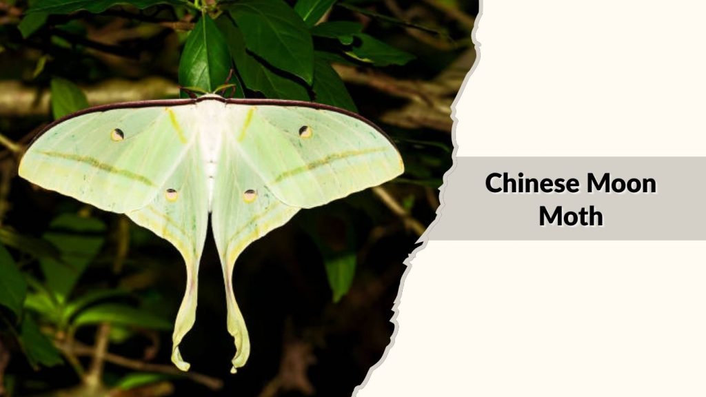 Chinese Moon Moth