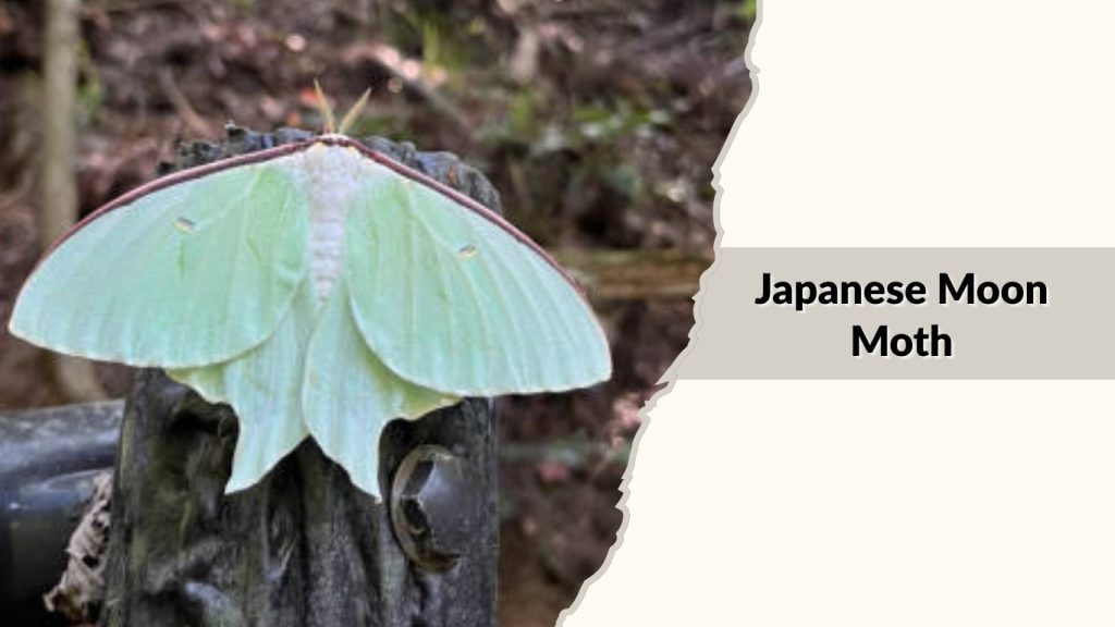 Japanese Moon Moth