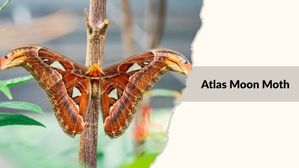 Atlas Moon Moth