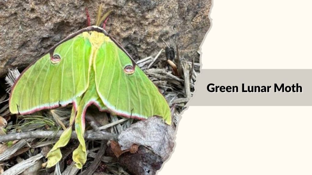 Green Lunar Moth