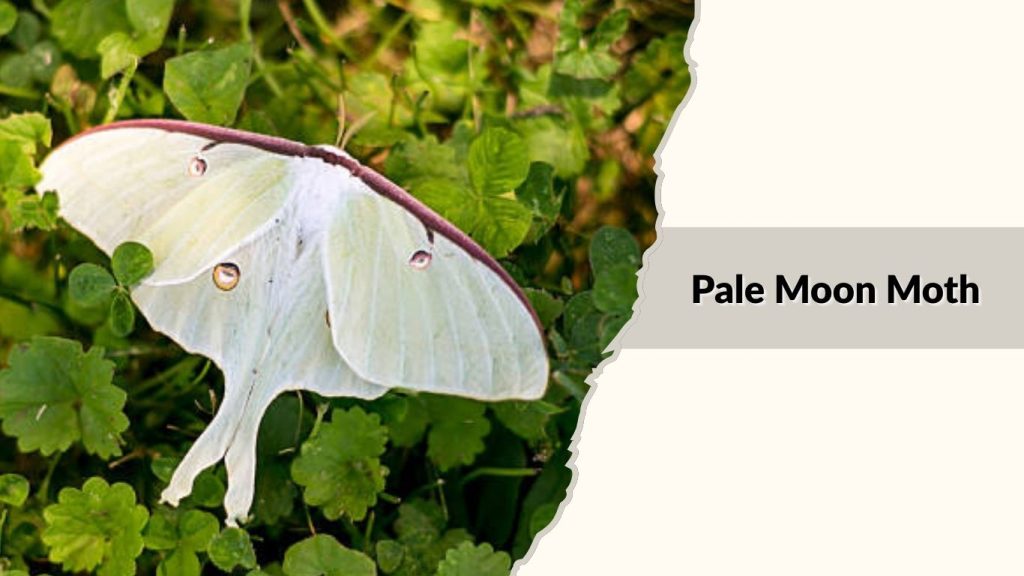 Pale Moon Moth