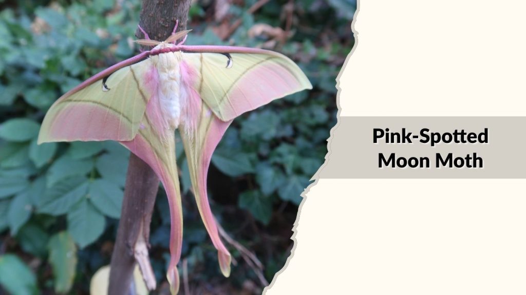 Pink-Spotted Moon Moth