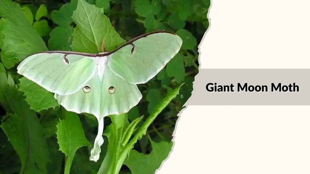 Giant Moon Moth