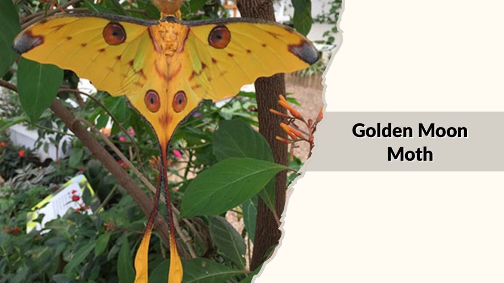 Golden Moon Moth