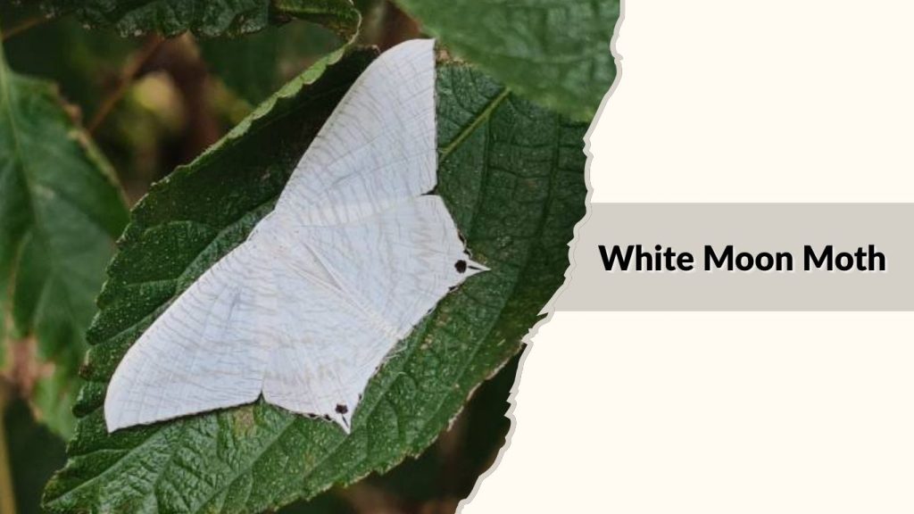 White Moon Moth