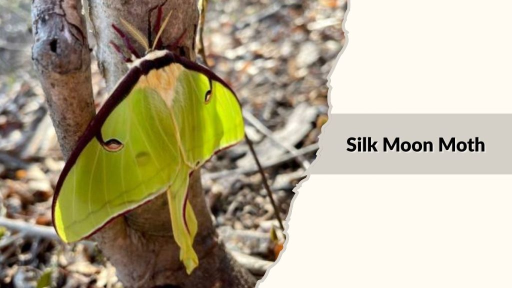 Silk Moon Moth