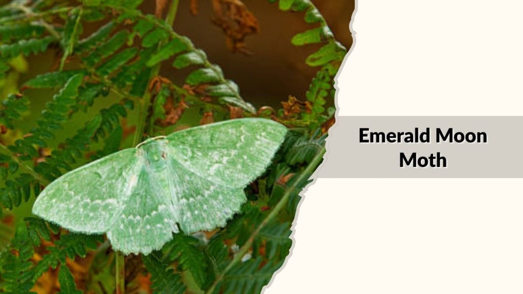 Emerald Moon Moth