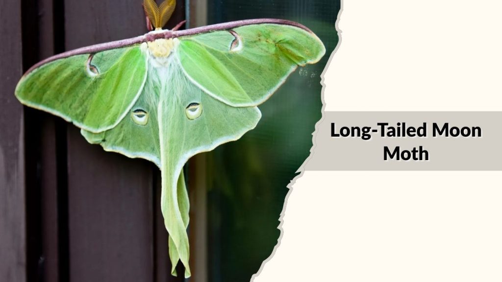 Long-Tailed Moon Moth