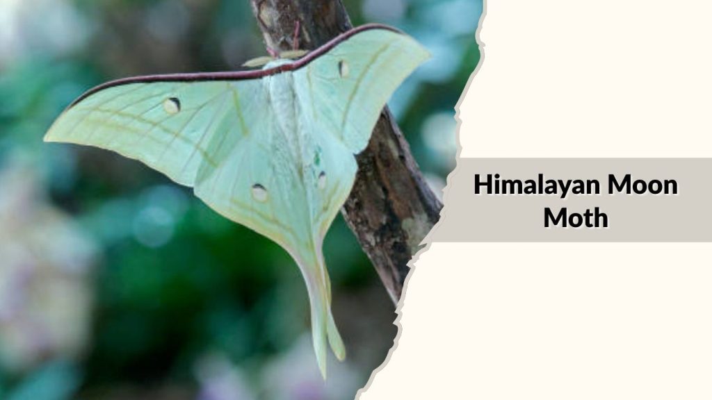 Himalayan Moon Moth