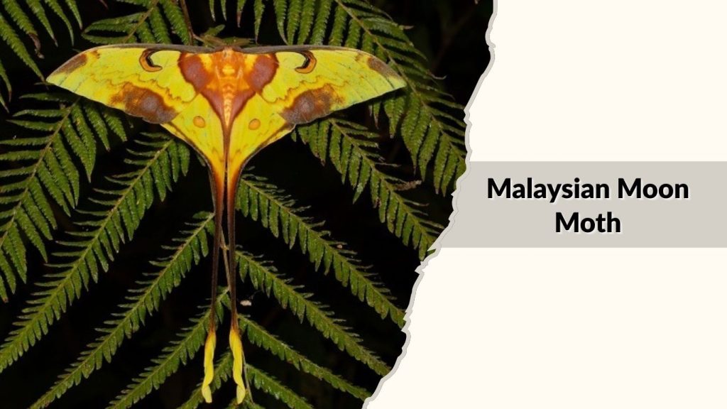 Malaysian Moon Moth