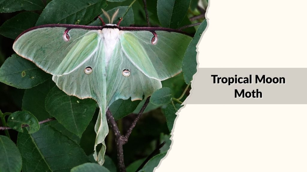 Tropical Moon Moth