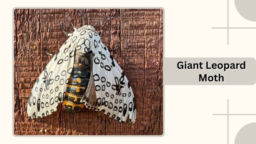 Giant Leopard Moth