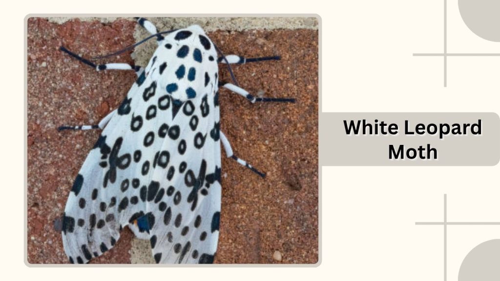 White Leopard Moth