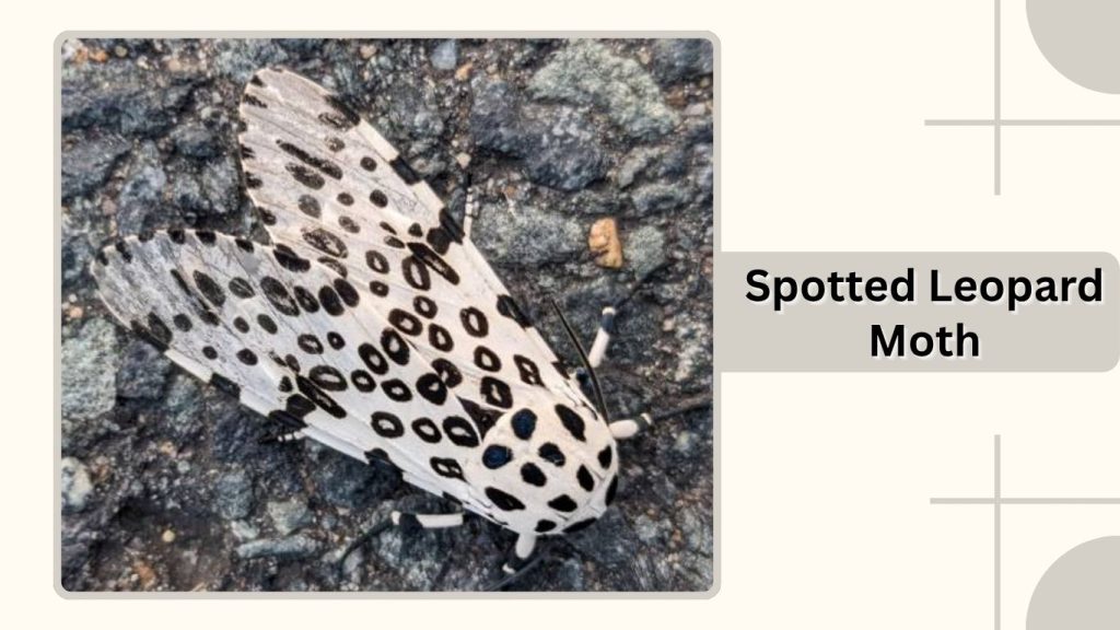 Spotted Leopard Moth