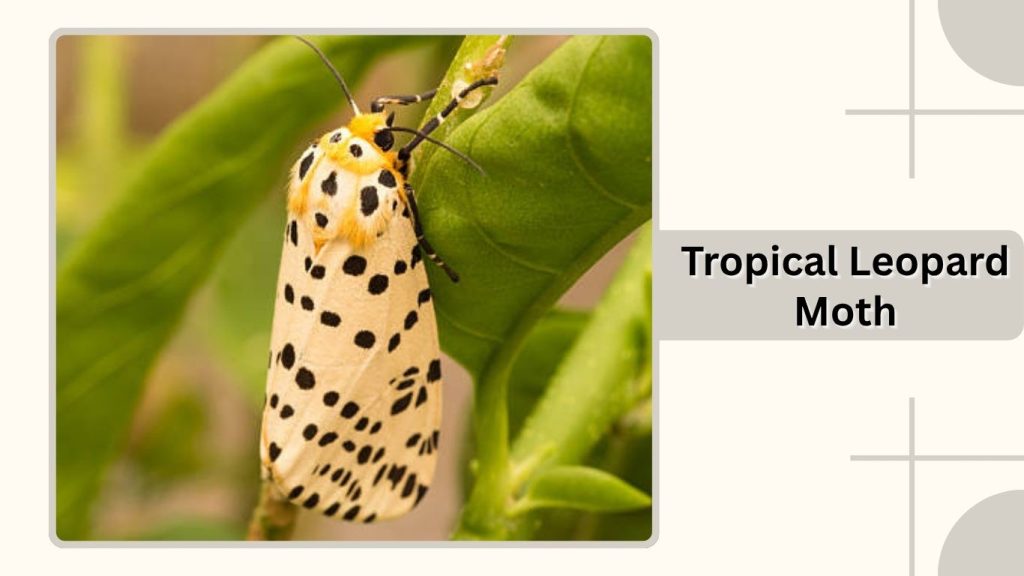 Tropical Leopard Moth