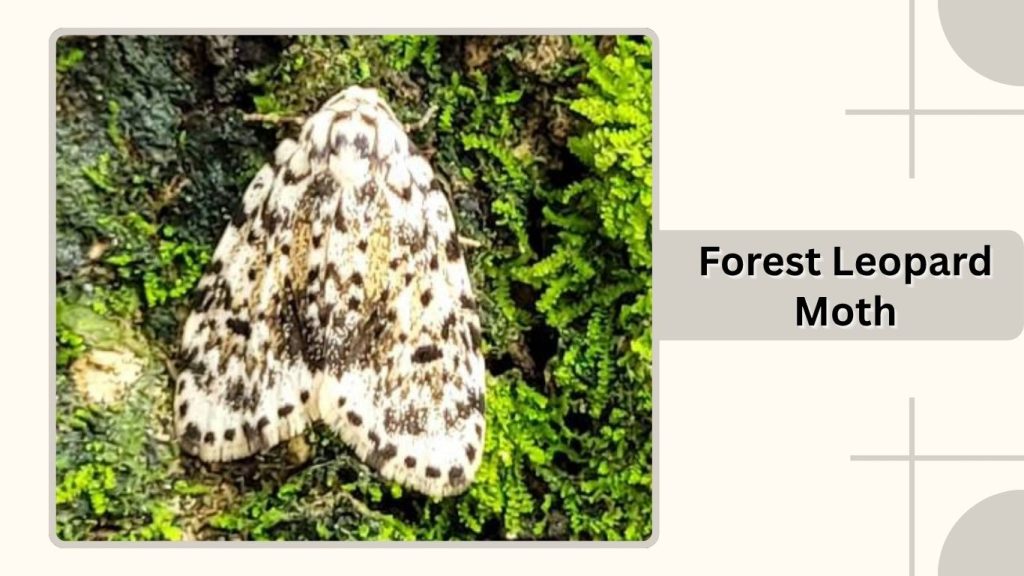 Forest Leopard Moth