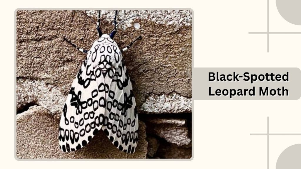 Black-Spotted Leopard Moth