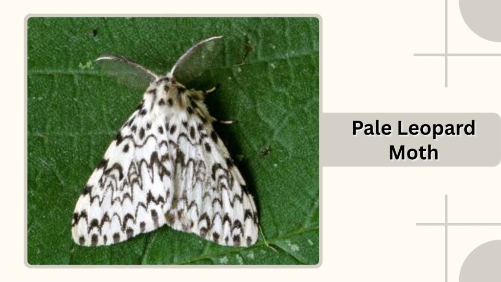 Pale Leopard Moth