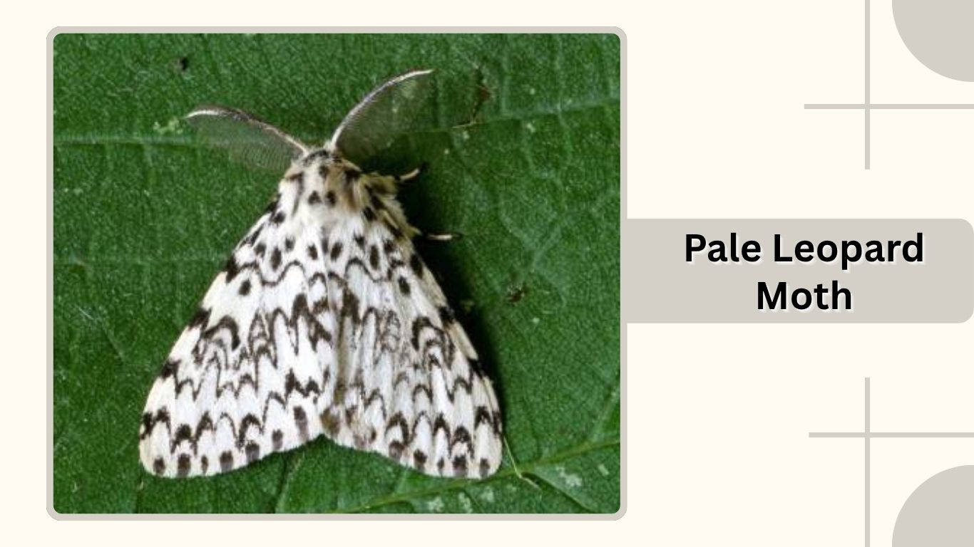 Linopard Insect 10 Types of Giant Leopard Moths: Identification with Pictures