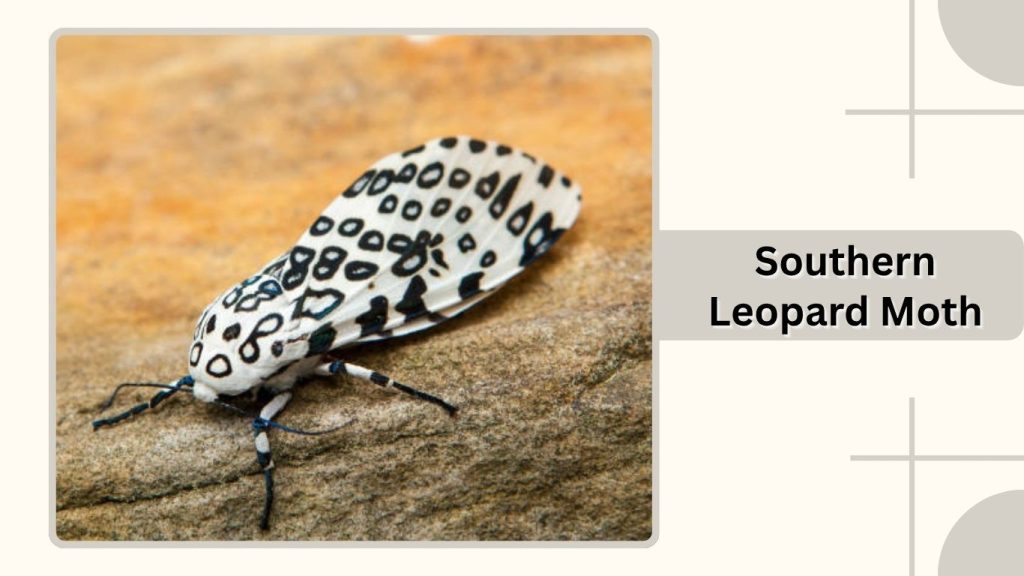 Southern Leopard Moth