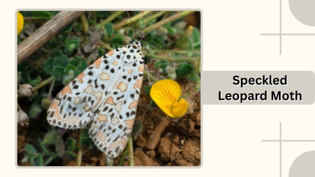 Speckled Leopard Moth