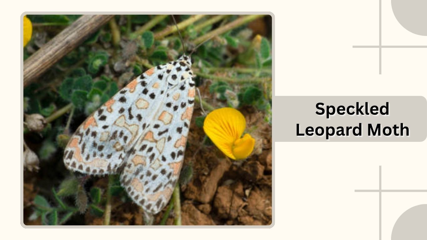 Linopard Insect 10 Types of Giant Leopard Moths: Identification with Pictures