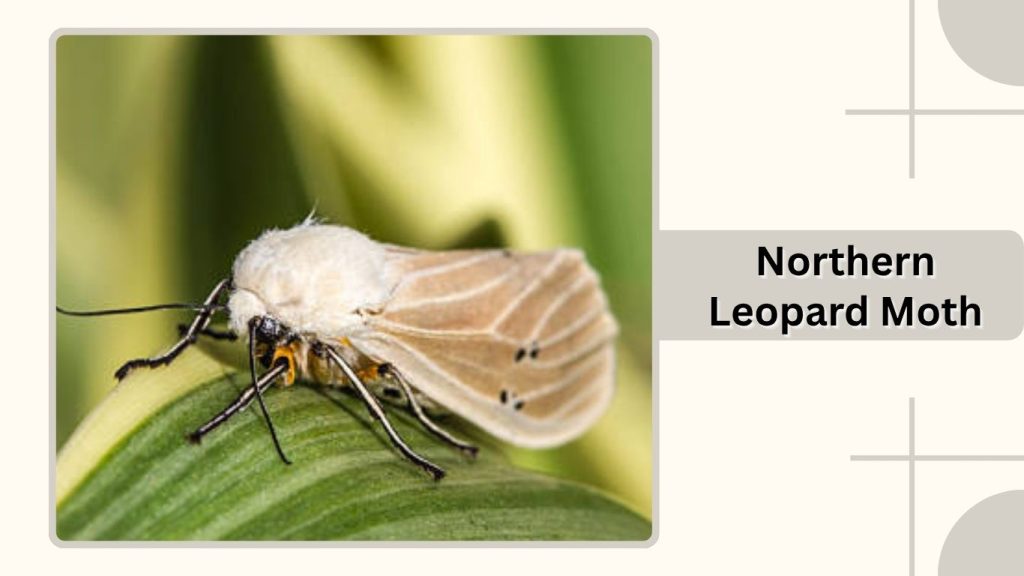 Northern Leopard Moth