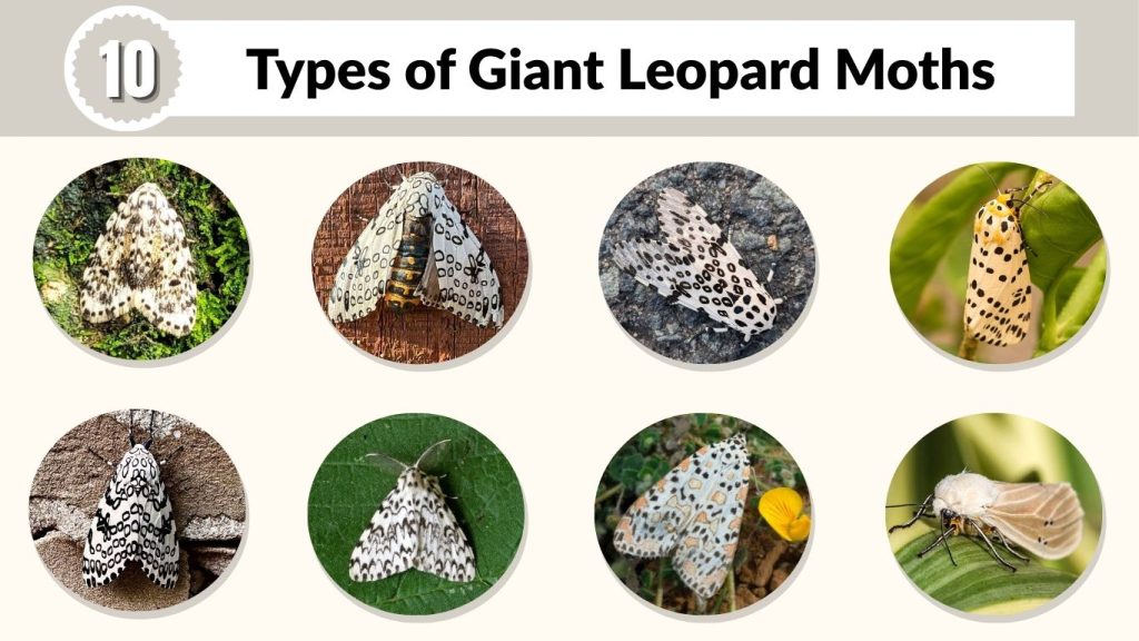 Linopard Insect 10 Types of Giant Leopard Moths: Identification with Pictures