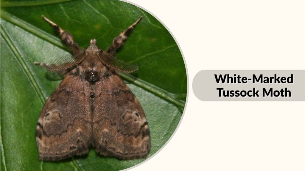White-Marked Tussock Moth