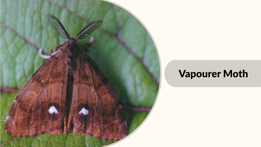 Vapourer Moth