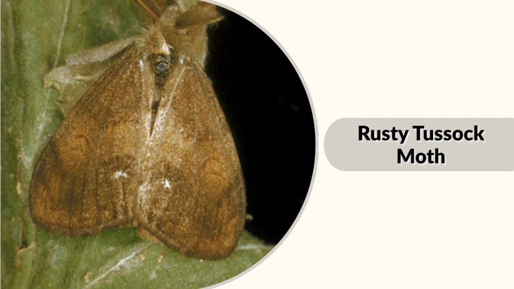 Rusty Tussock Moth