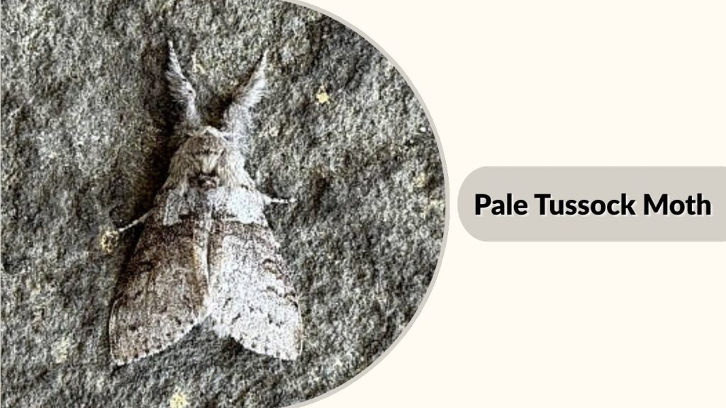 Pale Tussock Moth
