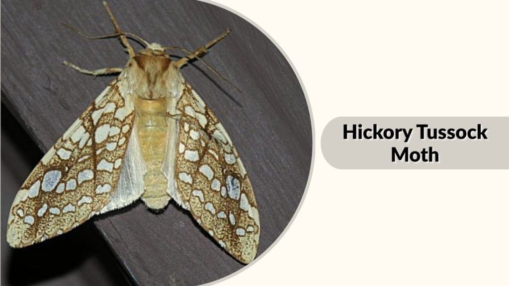 Hickory Tussock Moth