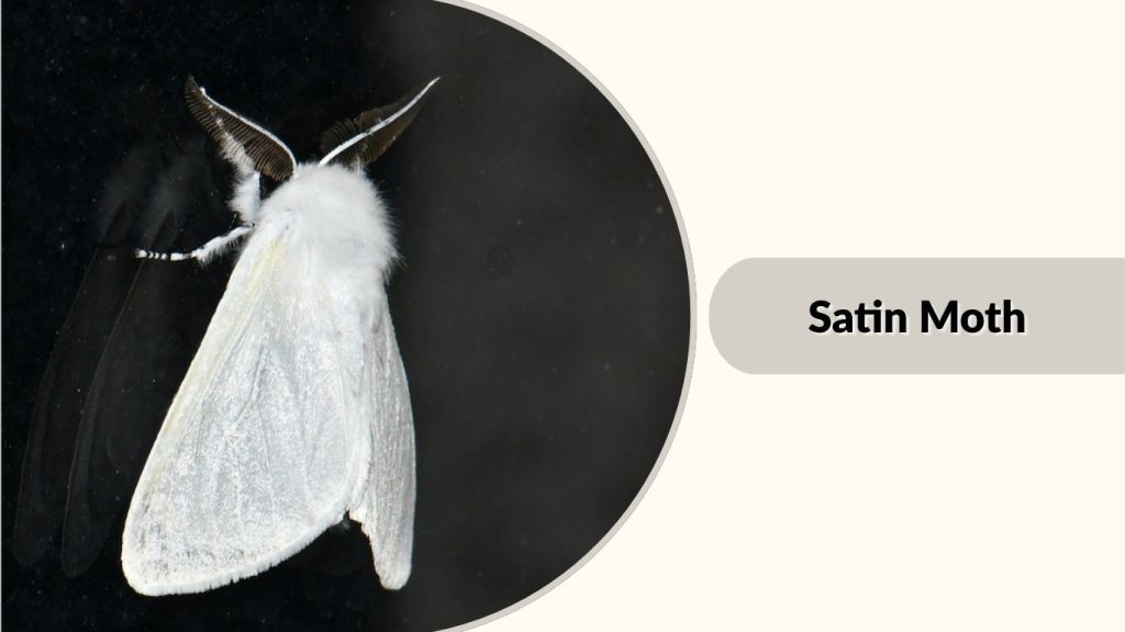 Satin Moth