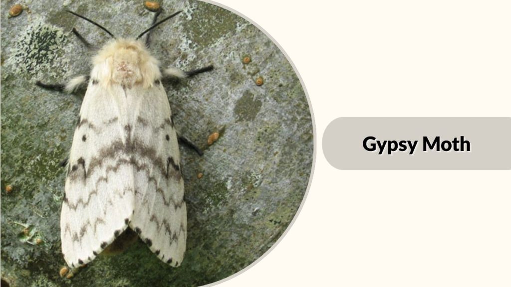 Gypsy Moth
