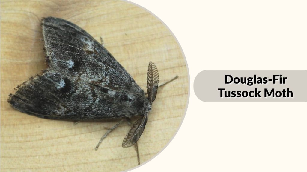 Douglas-Fir Tussock Moth