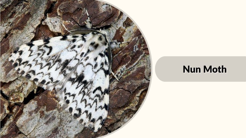 Nun Moth
