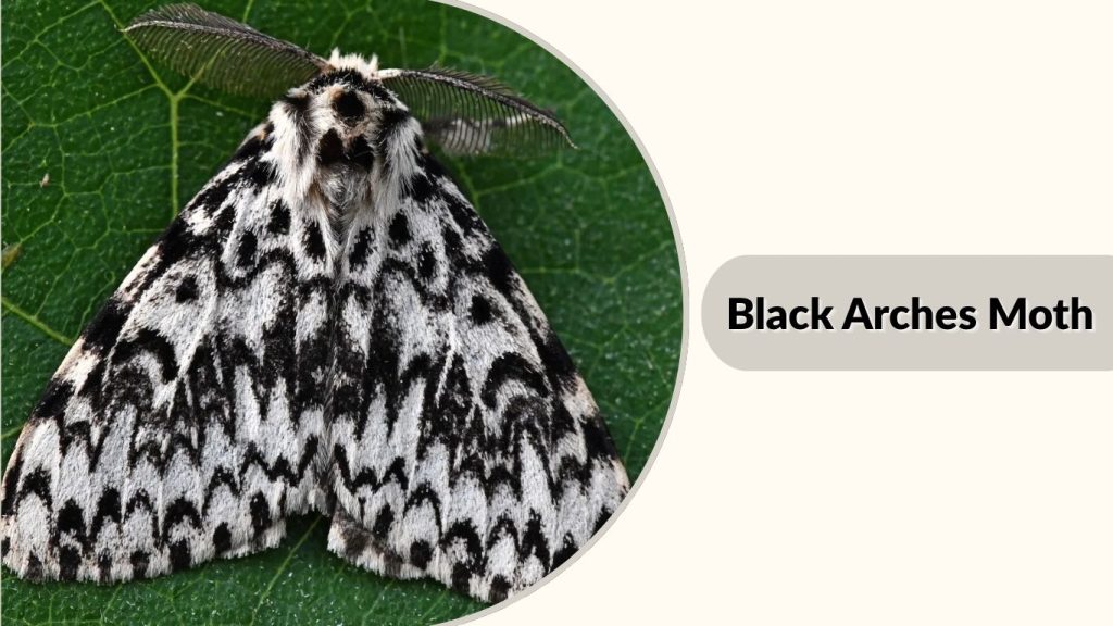 Black Arches Moth