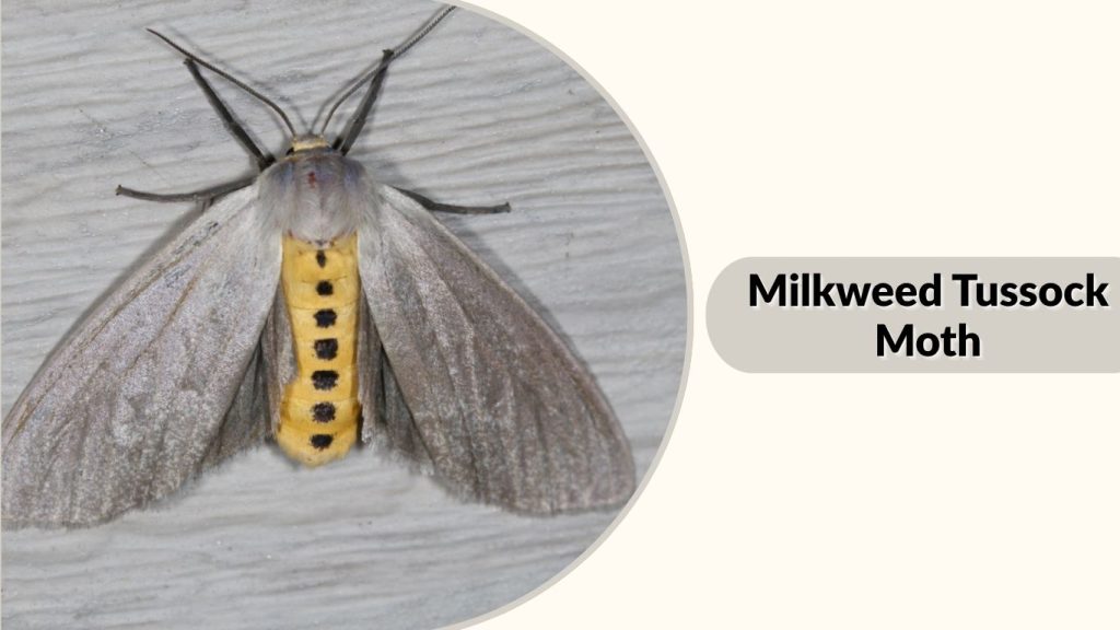 Milkweed Tussock Moth
