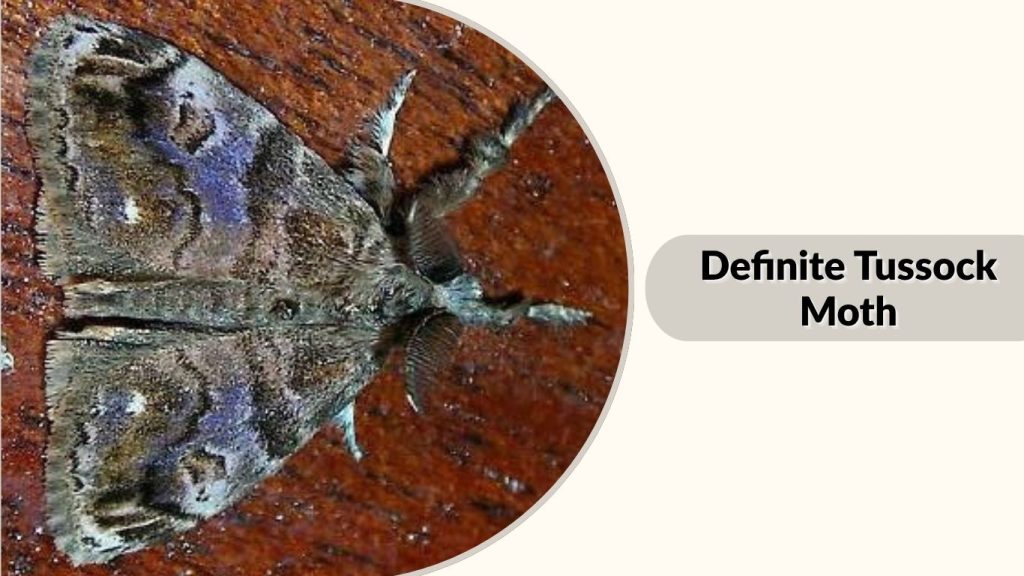 Definite Tussock Moth