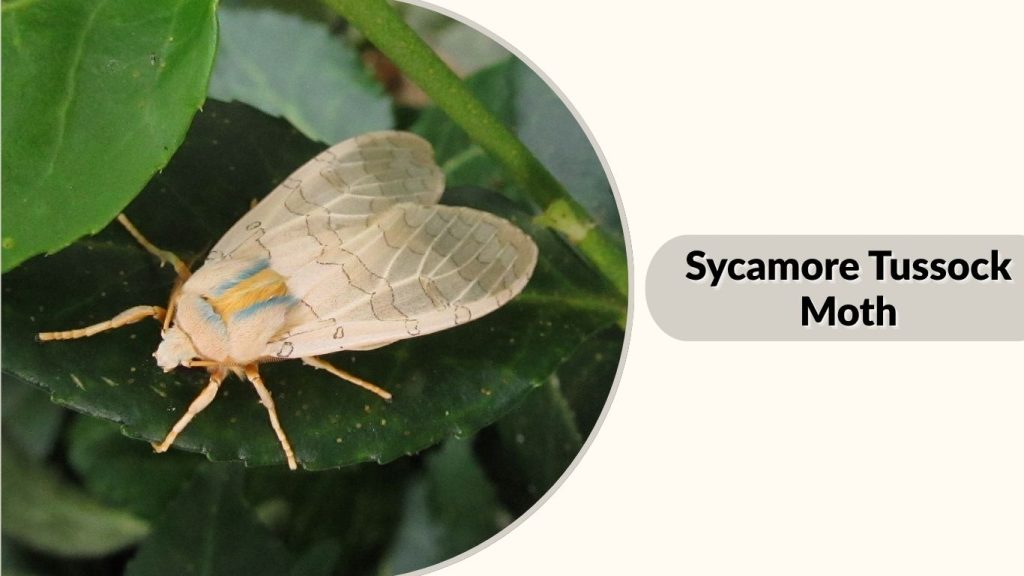 Sycamore Tussock Moth