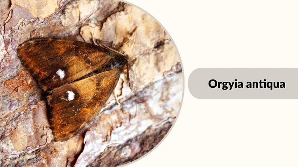 Orgyia antiqua