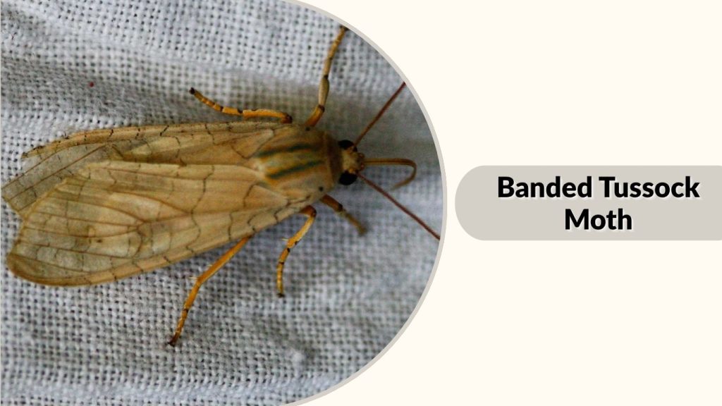 Banded Tussock Moth