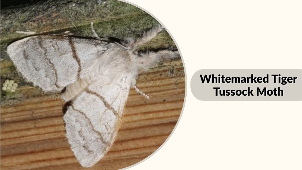 Whitemarked Tiger Tussock Moth