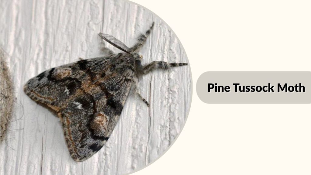 Pine Tussock Moth