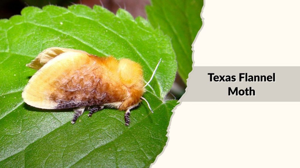 Texas Flannel Moth