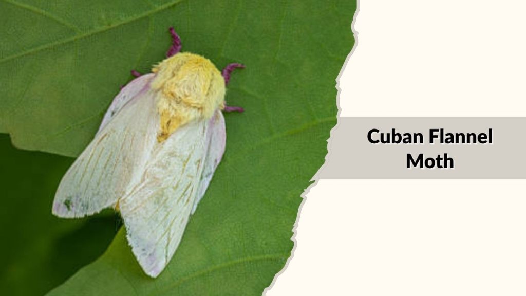 Cuban Flannel Moth