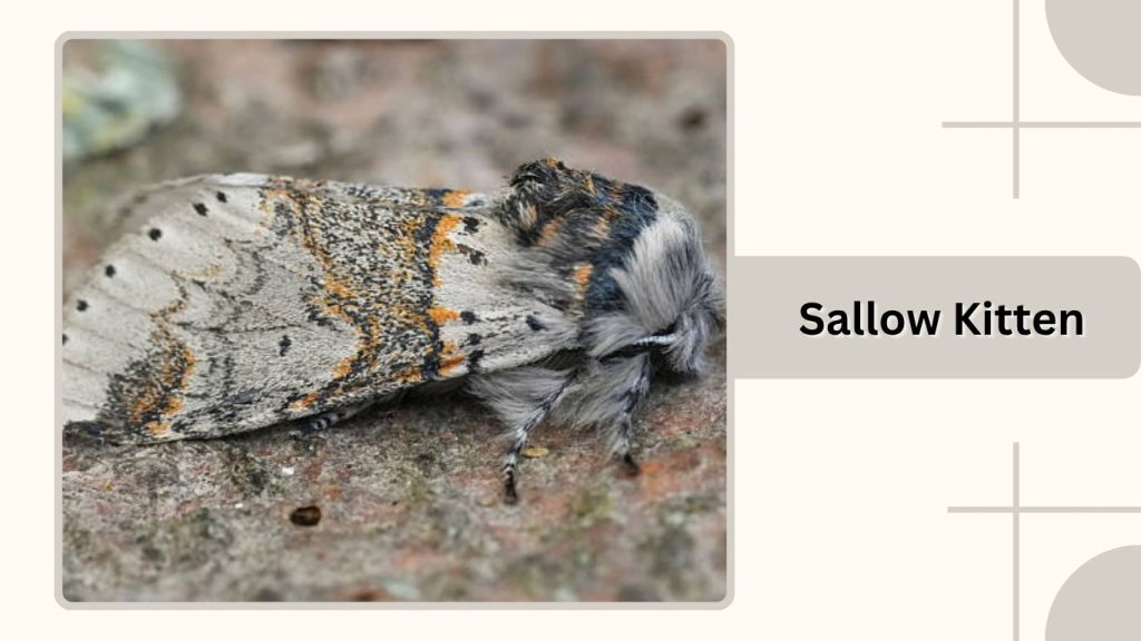 Sallow Kitten